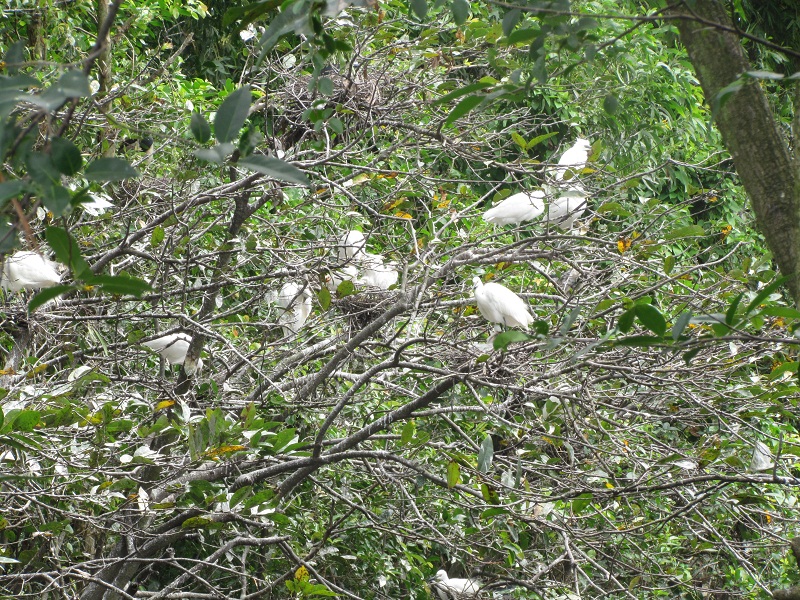 Vườn chim Cà Mau